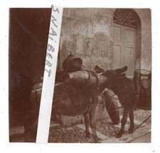 SASSARI  MULI E ASINI