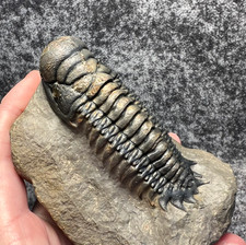 Crotalocephalina