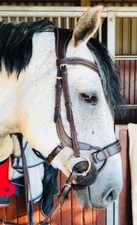 BRIGLIA DA SALTO IN PELLE