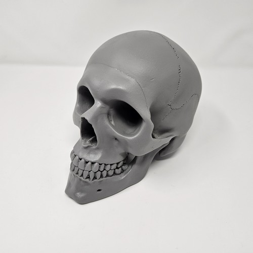 Modello anatomico educativo