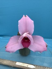Lycaste Rosada (skinneri X