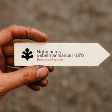 Notocactus uebelmannianus HU78