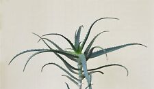 1 Stelo a radice nuda Aloe Arborescens come in foto WEB Pianta grassa Aloe