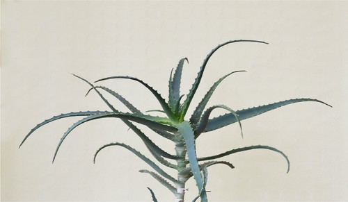Stelo radice nuda aloe - stelo,