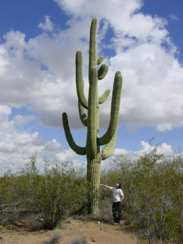 Carnegiea gigantea saguaro - carnegiea,