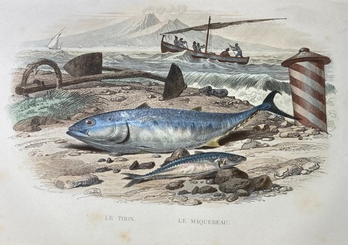 Scienze naturali mare fauna - scienze, naturali-mare-fauna