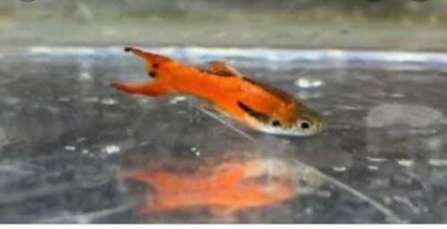 Endler red scarlet propongo - scarlet, 1