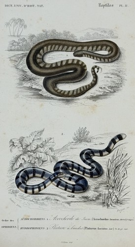 1849 orbigny sea krait - d'orbigny,