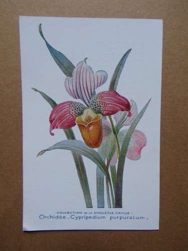 Carte orchidée - carte,