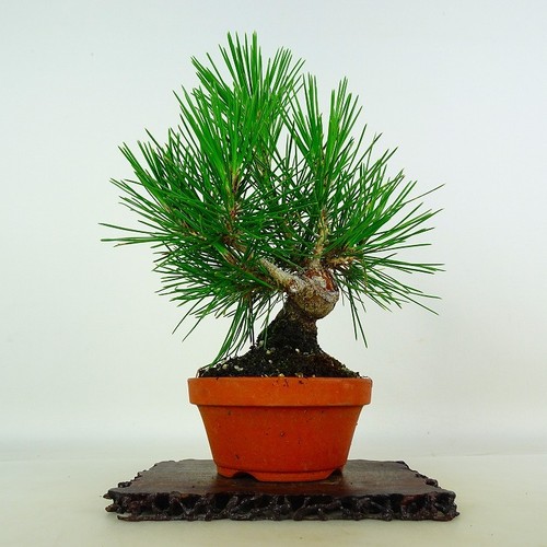 Pinus thunbergii vaso - thunbergii,