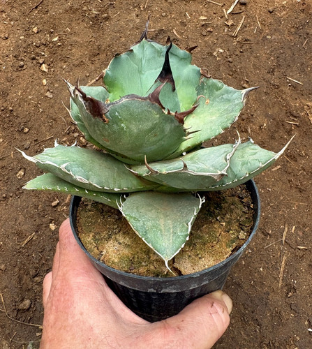 Agave titanota pianta da - -,