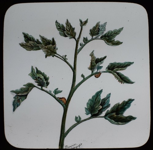 Magic lantern slide - magic,