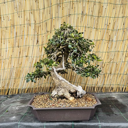 Bonsai olivastro yamadori - bonsai,