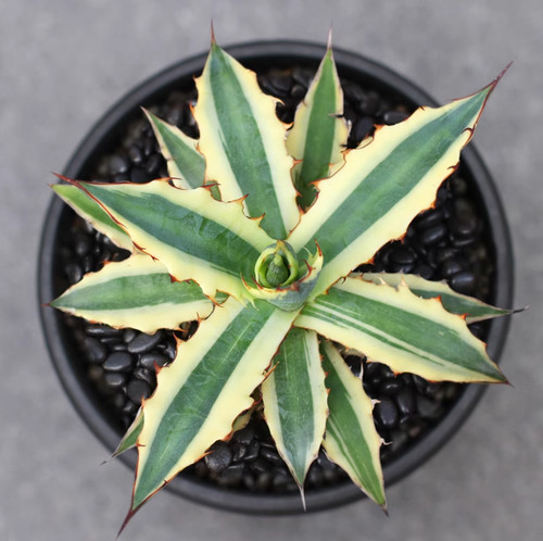 Raresucculent plant agave - plant,