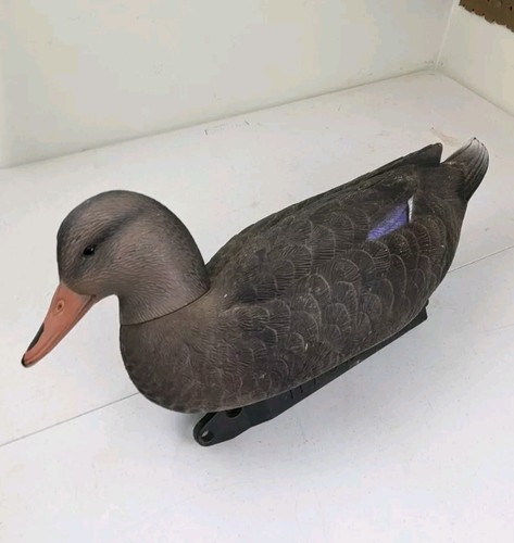 Higdon femmina mallard - femmina,