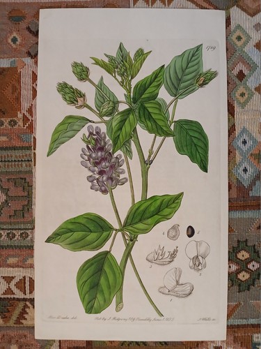 Botanica acquaforte inglese - acquaforte,