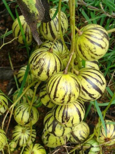 Solanum caripense tzimbalo - solanum,