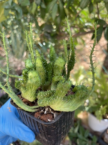 Euphorbia flanaganii crestata - euphorbia,
