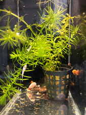 EGERIA DENSA IN VASETTO, PIANTA ACQUATICA FACILE, SPEDIZIONE TRACCIATA, ACQUARIO