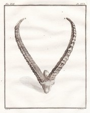 Ibex Capra Alpina Alce Corno