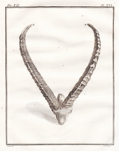Ibex capra alpina alce corno - capra,
