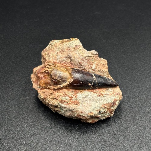 Suchomimus tenerensis tooth
