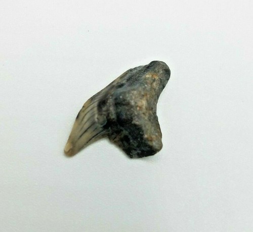 Dente squalo tigre fossile - squalo,