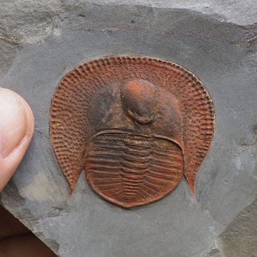 Declivolithus - , (nanchinolithus)