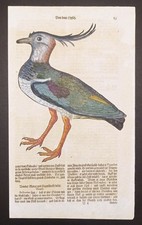 Conrad Gesner, Pavoncella (kievit) -  2 xilografie acquarellate