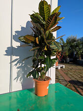 Codiaeum variegatum 130-150 cm