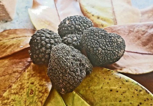 Tartufo nero estivo scorzone - nero,
