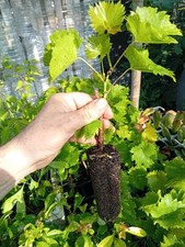 3 Piantine di VITE UVA bianca da pergolato, coltivata in alveolo forestale