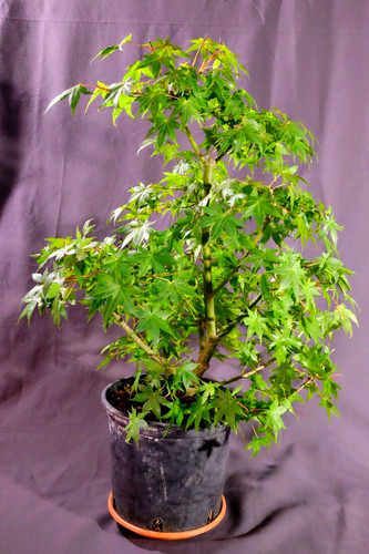 Bonsai prebonsai acero palmato - prebonsai,