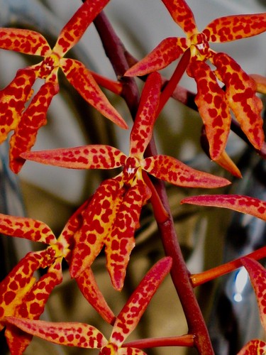 Renanthera species sundown - renanthera,