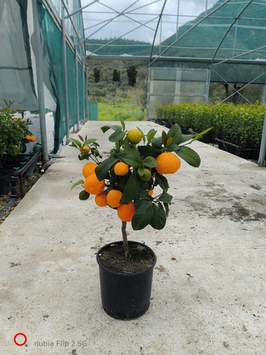 Pianta agrumi limetta rossa - pianta,