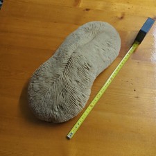 Corallo Lingua Fossile – Decorazione Naturale