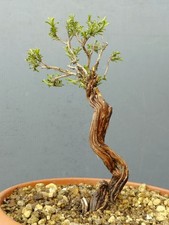 Bonsai di Timo Mediterraneo