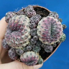 Sulcorebutia Rauschii Violacea