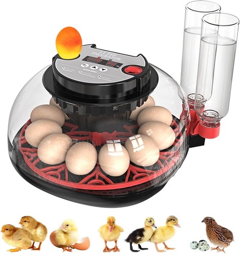 Incubatrice per uova cova - incubatrice,