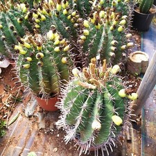Pianta ferocactus - 1,