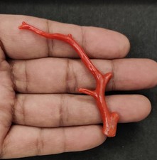 Ramo di corallo rosso Italia