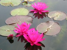 1 pianta di ninfea MAYLA