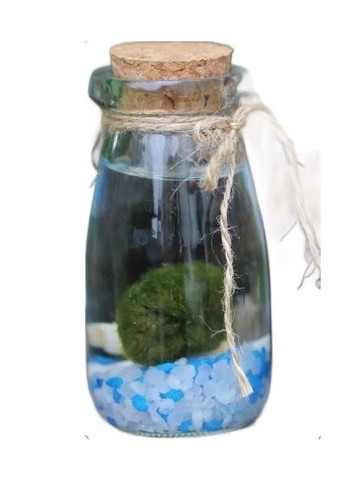 Marimo moss ball kit - moss,