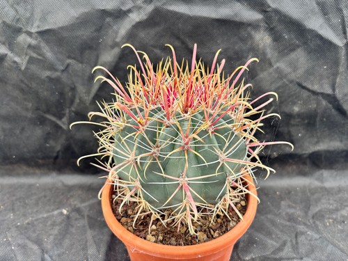Ferocactus peninsulae bsc - ferocactus,