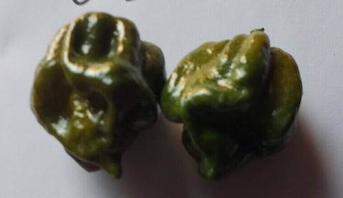 Scorpion green polvere - green,