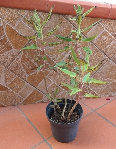 Kalanchoe daigremontiana - kalanchoe,