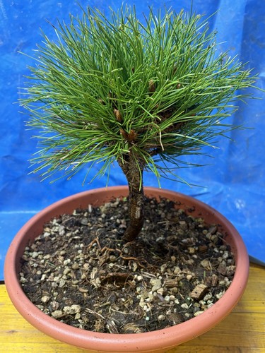 Bonsai pino - bonsai, di