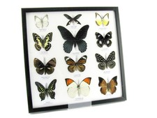 12 farfalle vere, imbottite