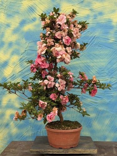 Joe bonsai azalea - bonsai, di