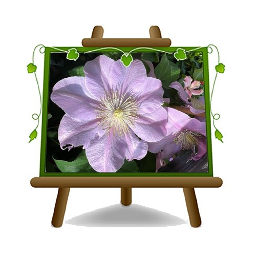 Clematis grandi fiori rosa - clematis,